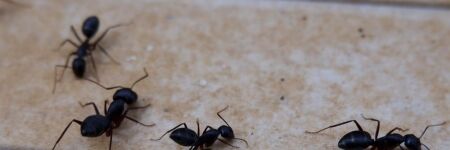 Evde Karınca Olmasının Spiritüel Anlamı Nedir?